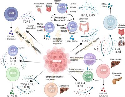 Plasticity of Innate Lymphoid Cells in Cancer